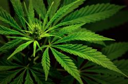 7 Marijuana Stocks Worth Speculating On 