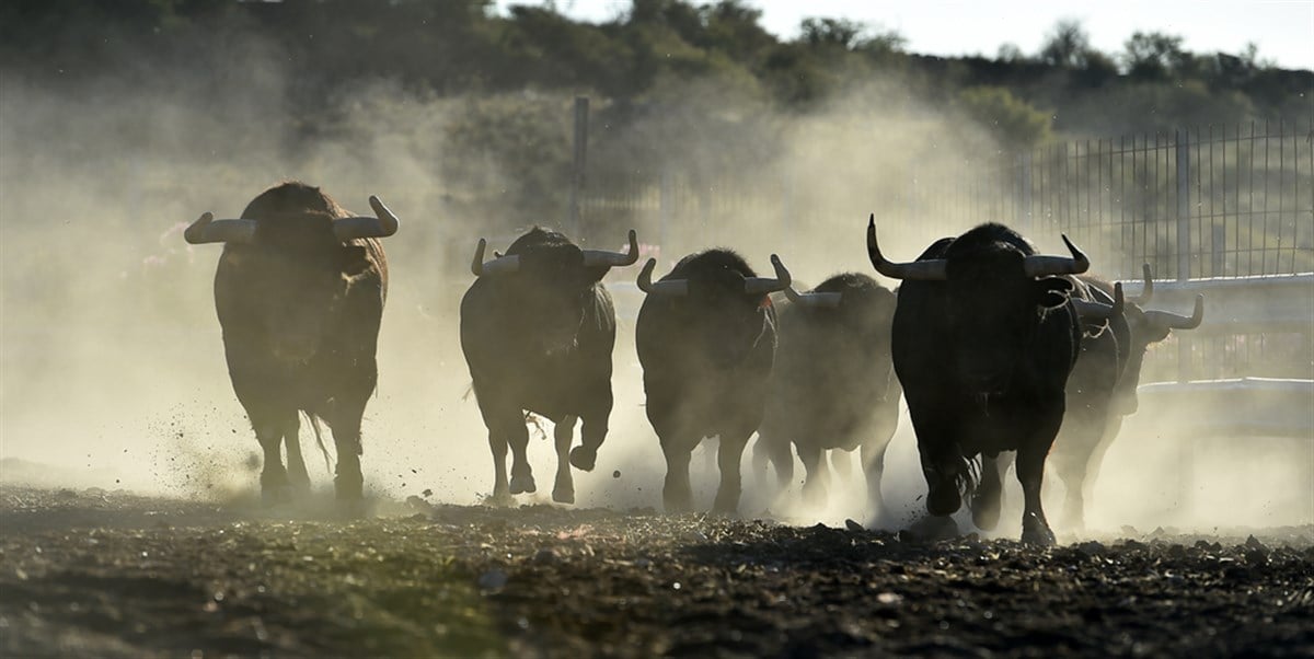 A strong Bulls on the spanish cattle farrm on spain - stock image