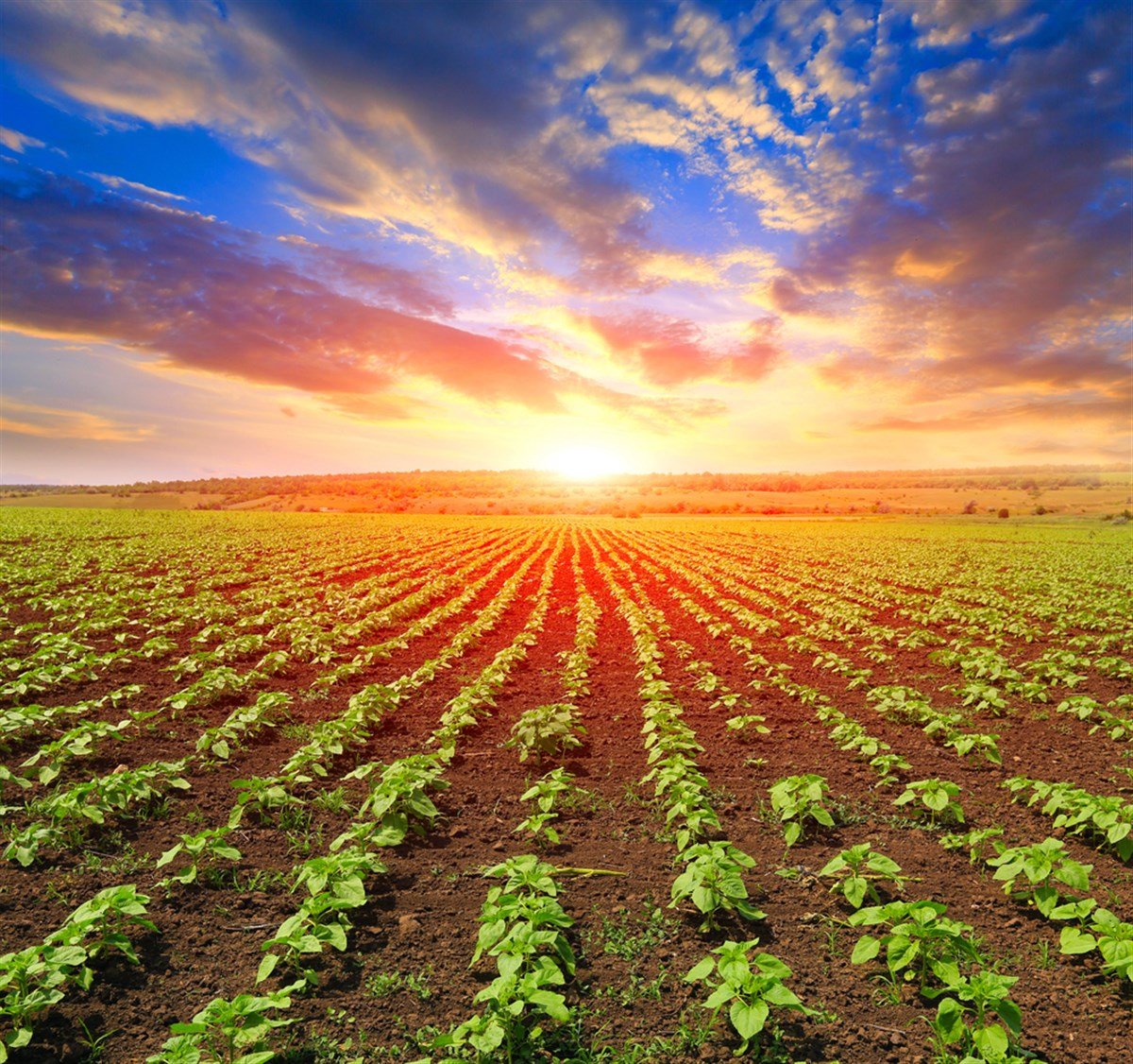 Young spouts on field - stock image