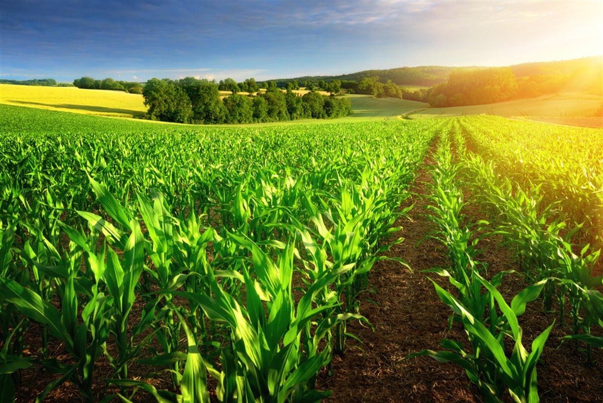 3 Agriculture Stocks to Consider Buying in 2021