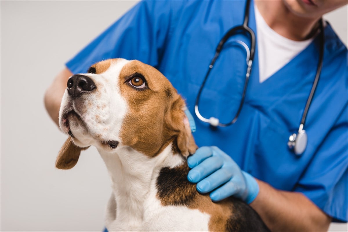 Two Pet Health Stocks To Watch And One To Avoid&nbsp;