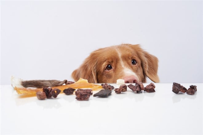 The dog steals pieces from the table. Natural Pet Nutrition — Photo