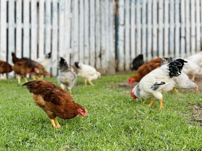 healthy white hens and big brown rooster feeding on fresh first green grass outside in spring field on bright sunny day