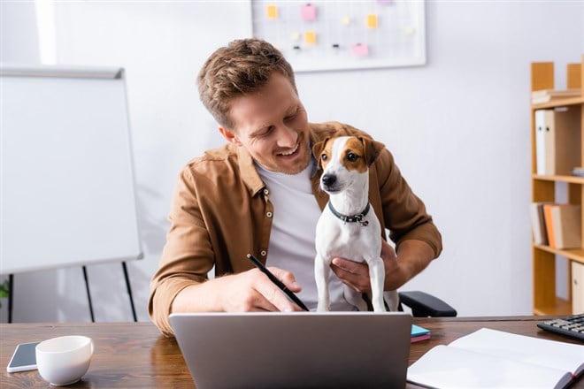 Young businessman pointing with finger at laptop while working with jack russell terrier dog in office — Photo