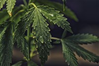 cannabis stocks outlook 