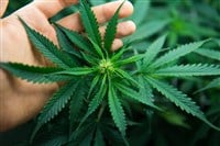 marijuana cannabis leaf held in hand