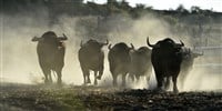 A strong Bulls on the spanish cattle farrm on spain - stock image