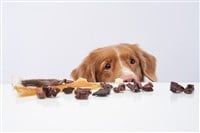 The dog steals pieces from the table. Natural Pet Nutrition — Photo