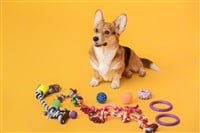 Cute dog with different pet accessories on color background