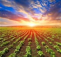 Young spouts on field - stock image