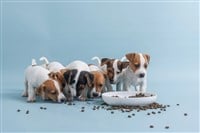 General Mills Bets $1.45B on Pet Food: Growth or Risk?