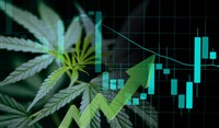 CBD Stocks 